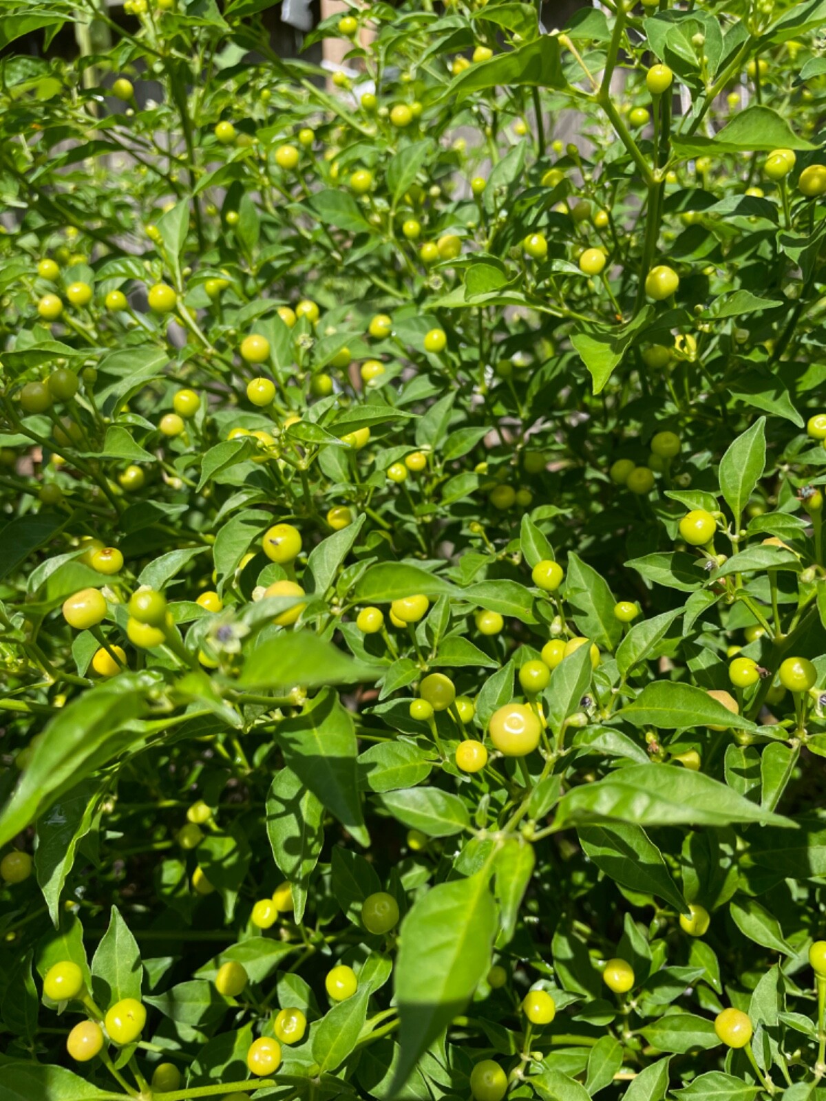 50+ Aji Charapita pepper seeds Peruvian Organic Non-gmo Open Pollinated