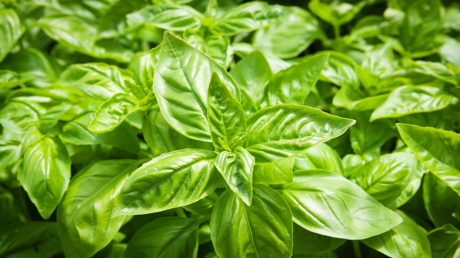 7 CULINARY herb varieties NON-GMO SEEDS GREAT in the KITCHEN ESSENTIAL SURVIVAL!