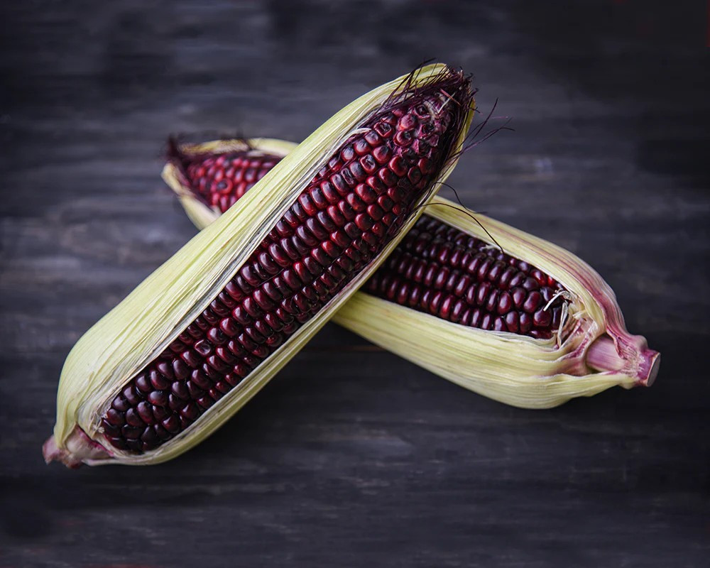 500+ New York Bloody Butcher Corn Seeds — NEW CROSS ——— RARE