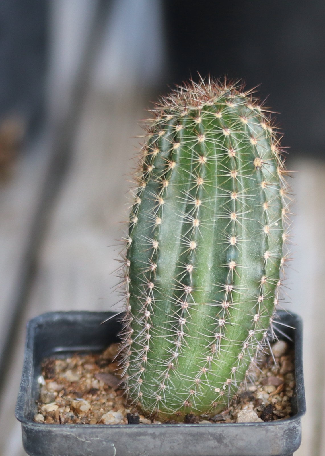 Echinopsis hybrid ‘Sierra Skyline’ x ‘Uranus’