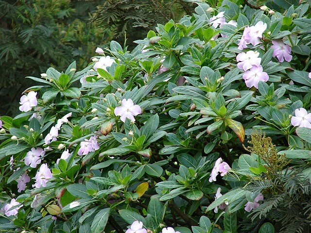 Impatiens sodenii subsp. oliveri | Poor Man’s Rhododendron | 10 Seeds