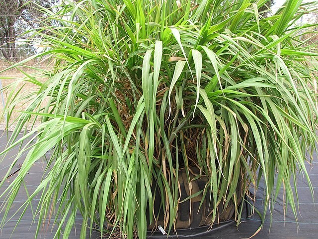 Cenchrus purpureum | Elephant Grass | 10 Seeds