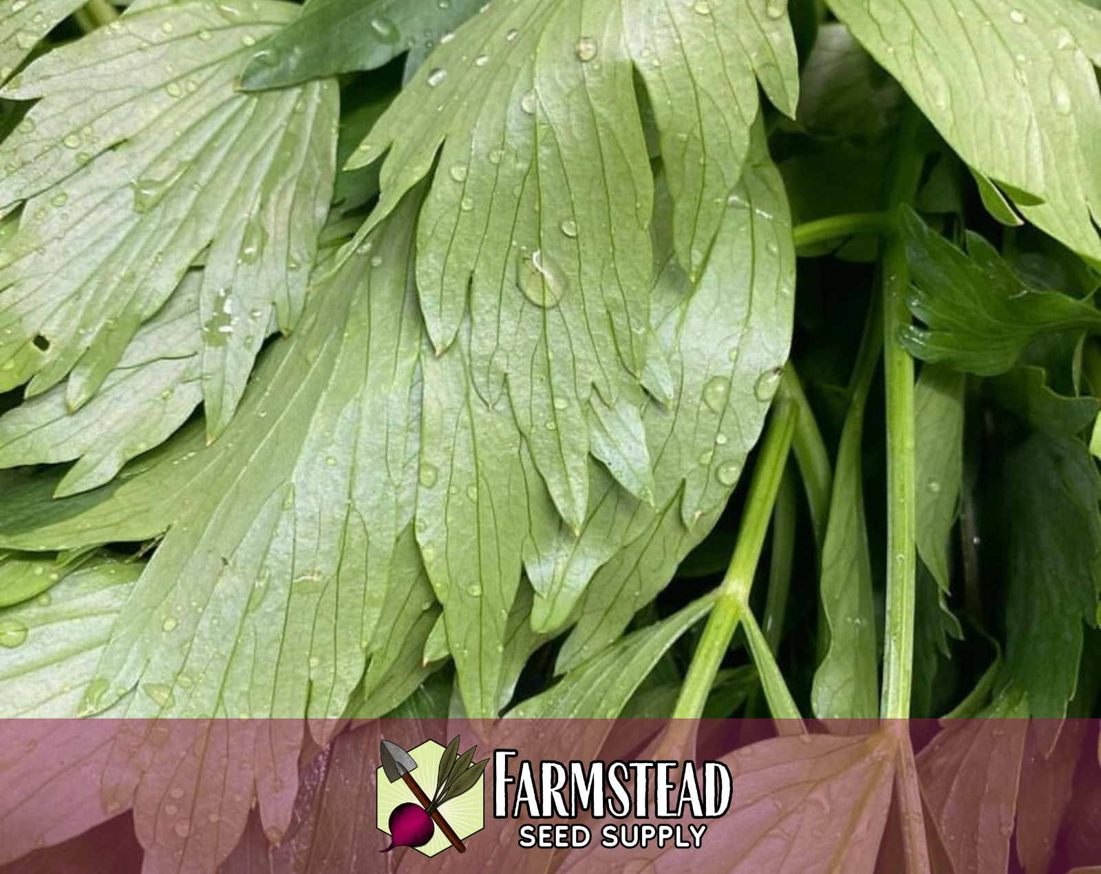 550+ Lovage Seeds | Unique Herb Gardening Seed Packet for Planting, USA