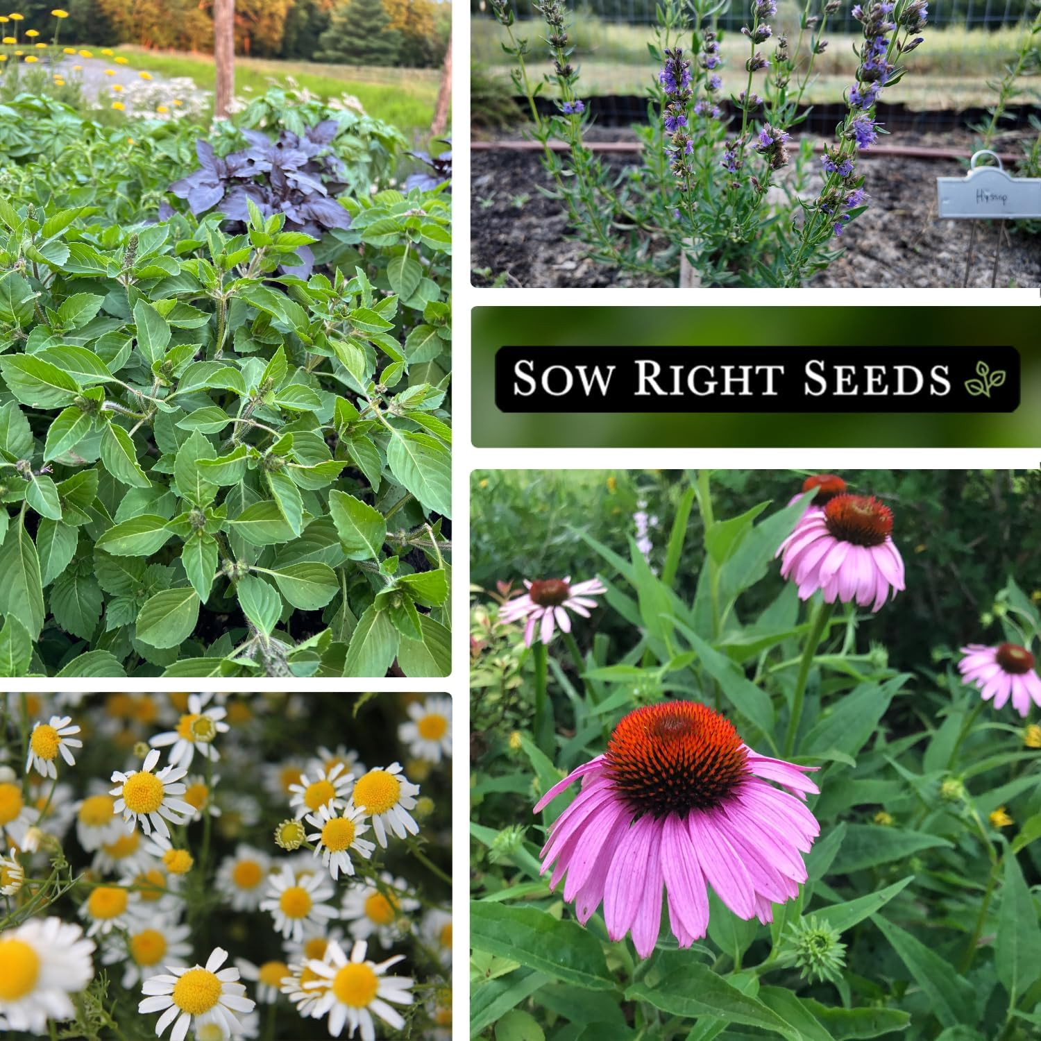 – Large Medicinal Herb Seed Collection for Planting – Chamomile, Echinacea, Lave