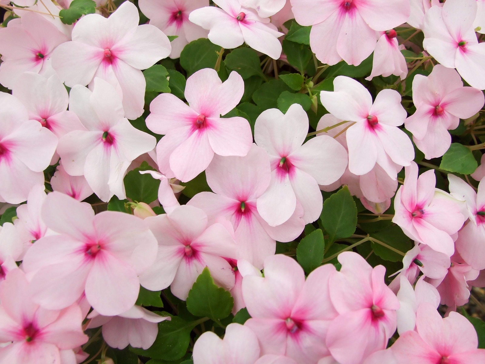 50 DWARF PINK IMPATIENS Walleriana Sun or Full Shade Flower Seeds *Flat Shipping