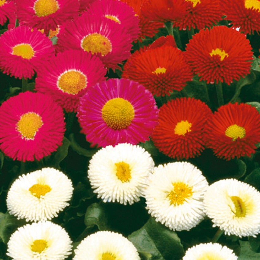 Bellis Seeds Bellis Galaxy Mix 50 Pelleted Seeds Perennial Seeds