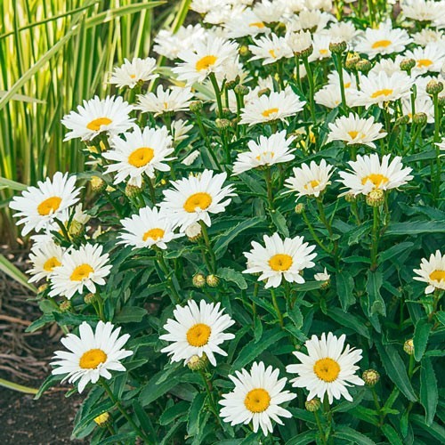 10,000 +/- Shasta Daisy Seeds Non-GMO