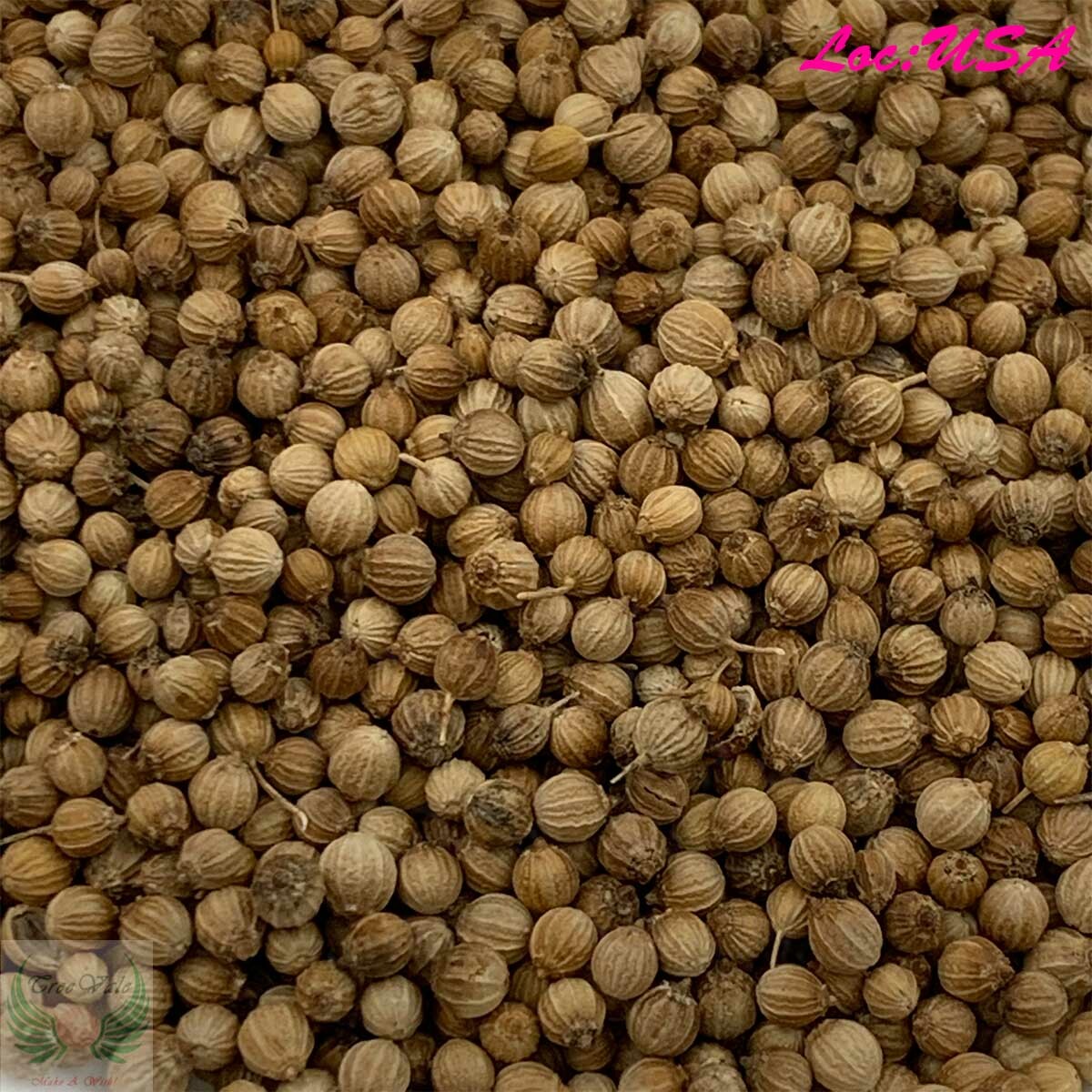 500+ Seeds | Cilantro Coriander Seeds NON-GMO – FREE SHIPPING