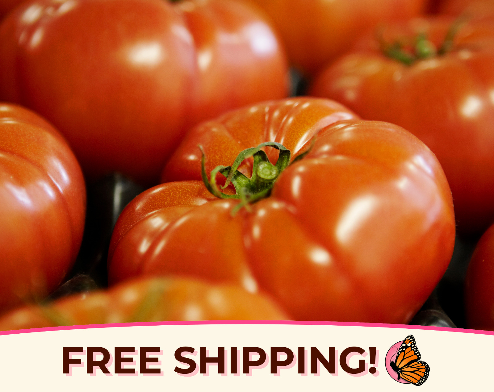 500+ Tomato Seeds ‘Beefsteak’ | Heirloom, Non-GMO, Vegetable Gardening Seeds