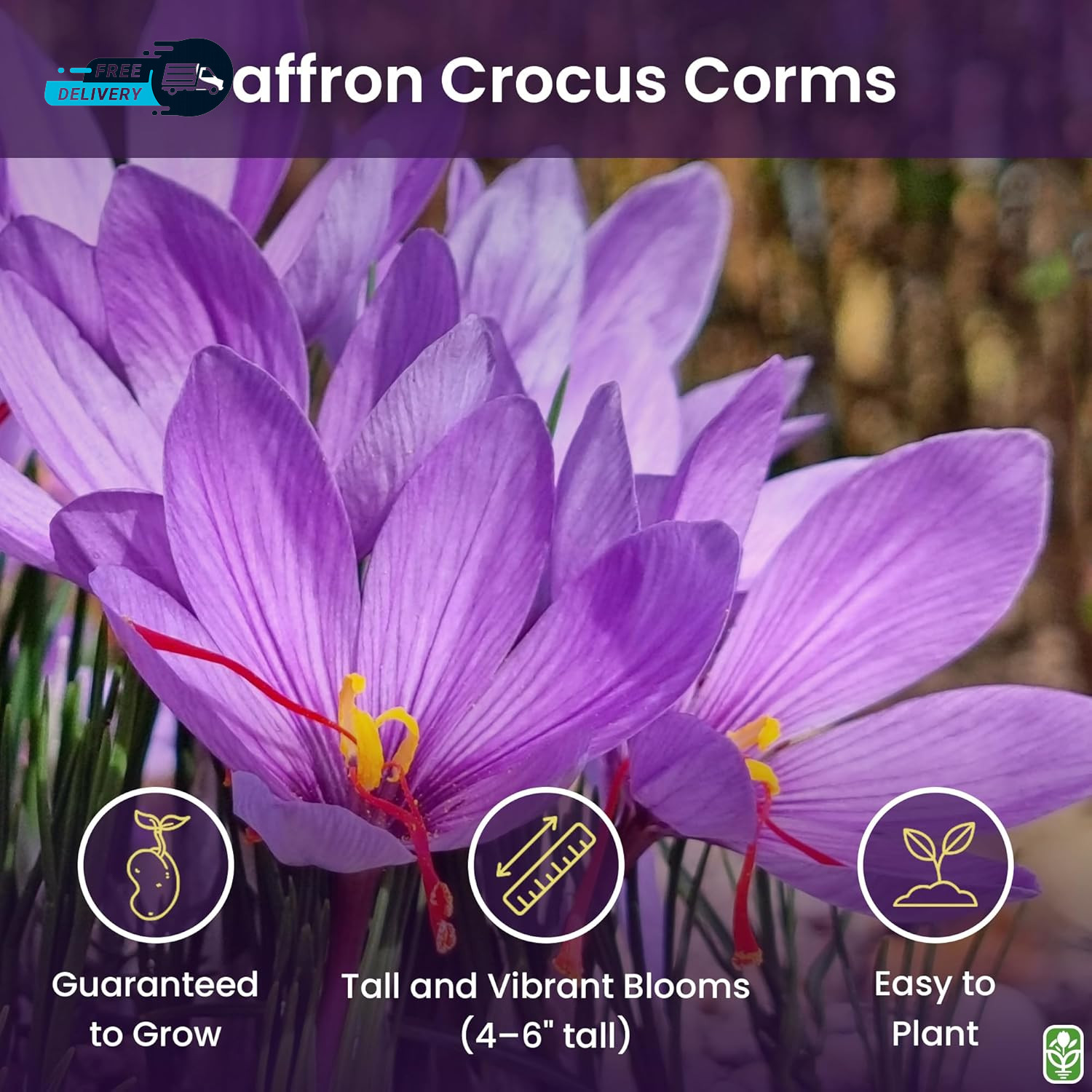 Saffron Crocus Corms for Planting – 10 Large Corms – Purple Blooms – Perennial