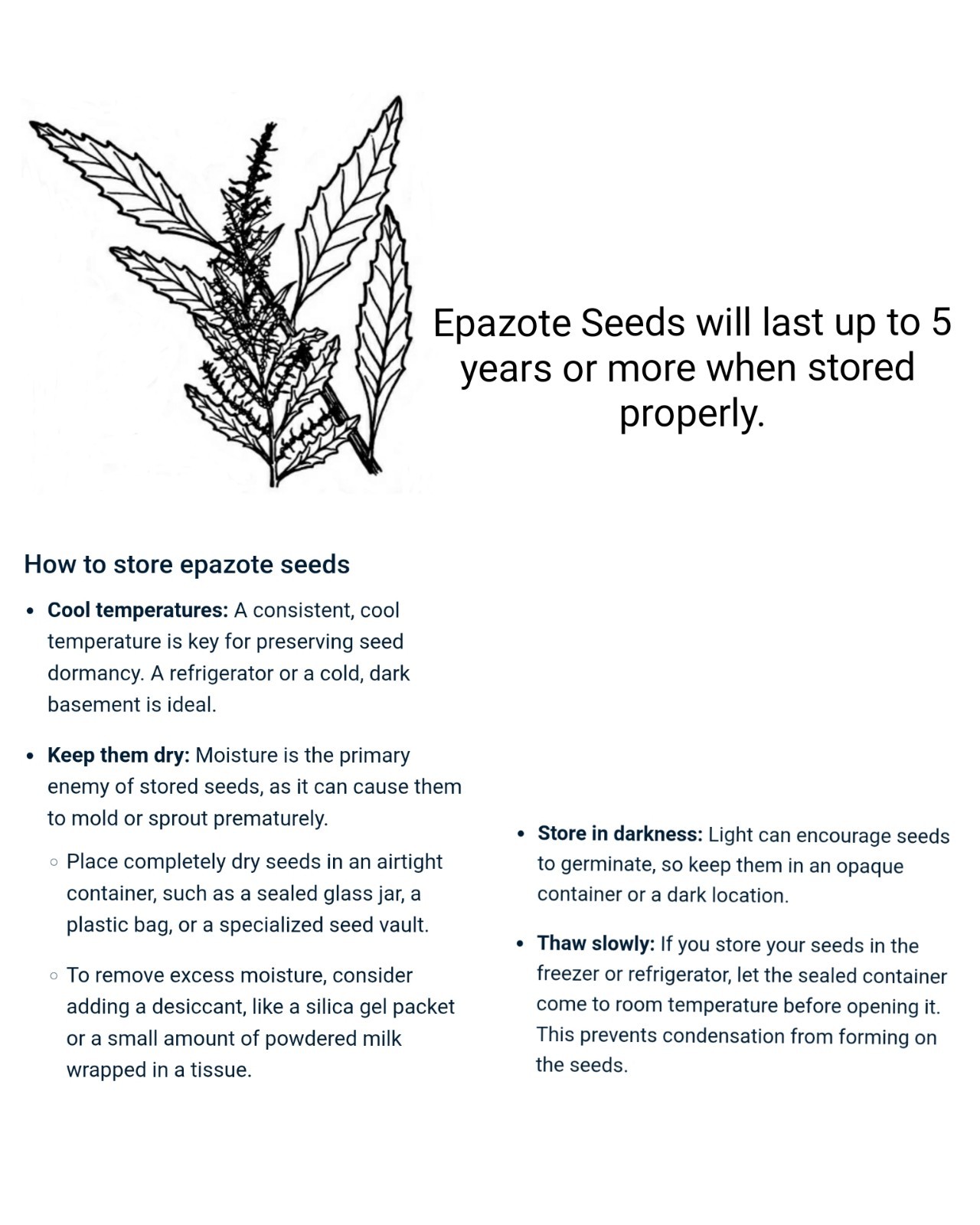 (3) 1 Oz. Packages-Organic Epazote Herb Bulk Seeds