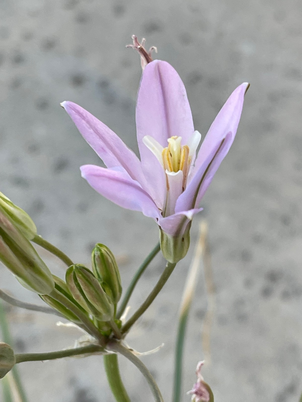 Bulbs B, CHOOSE 2: Brodiaea california, elegans, Dichelostemma, Dipterostemon