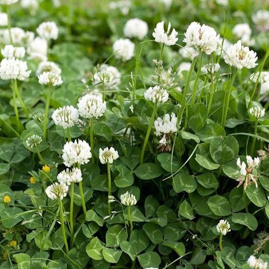 20lbs dutch white clover seed coated and inoculated800,000+ seeds/lb