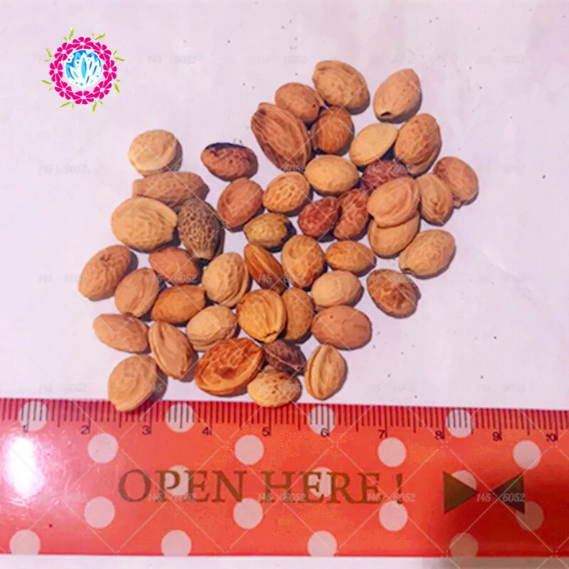 20 EXOTIC rare CHERRY TREE SEEDS for garden flower bloom blossom USA SELLER USPS