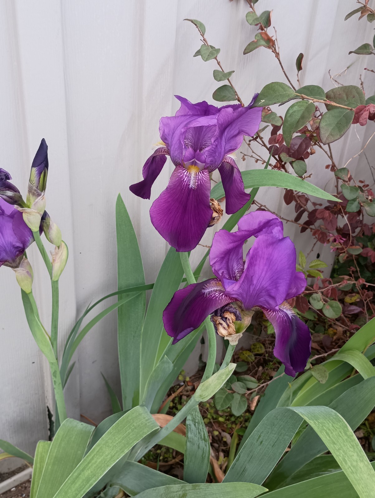 6 Mixed Bearded Iris Rhizomes – Yellow & Purple – Freshly Dug. – Mature Bulbs