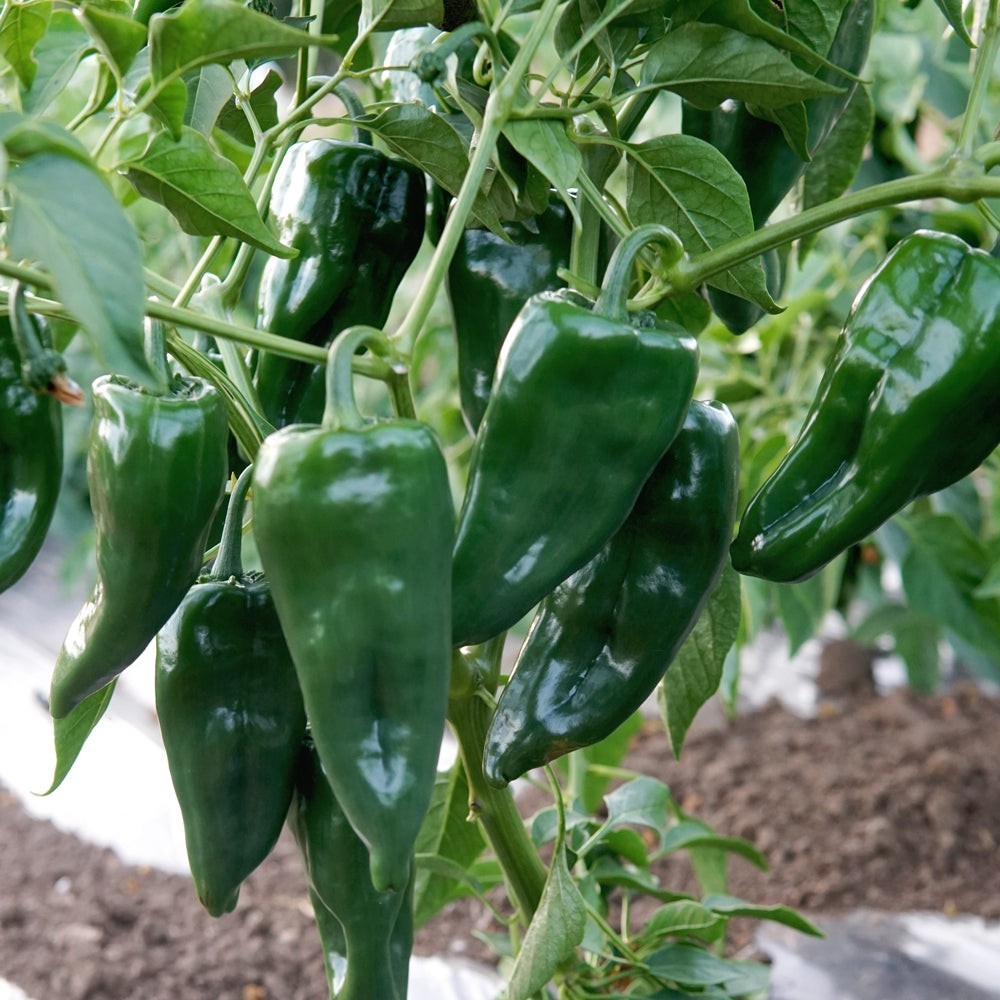 Poblano Pepper Plant Seeds | Mild Chili Stuffing, Roasting PABLANO BIG ANCHO