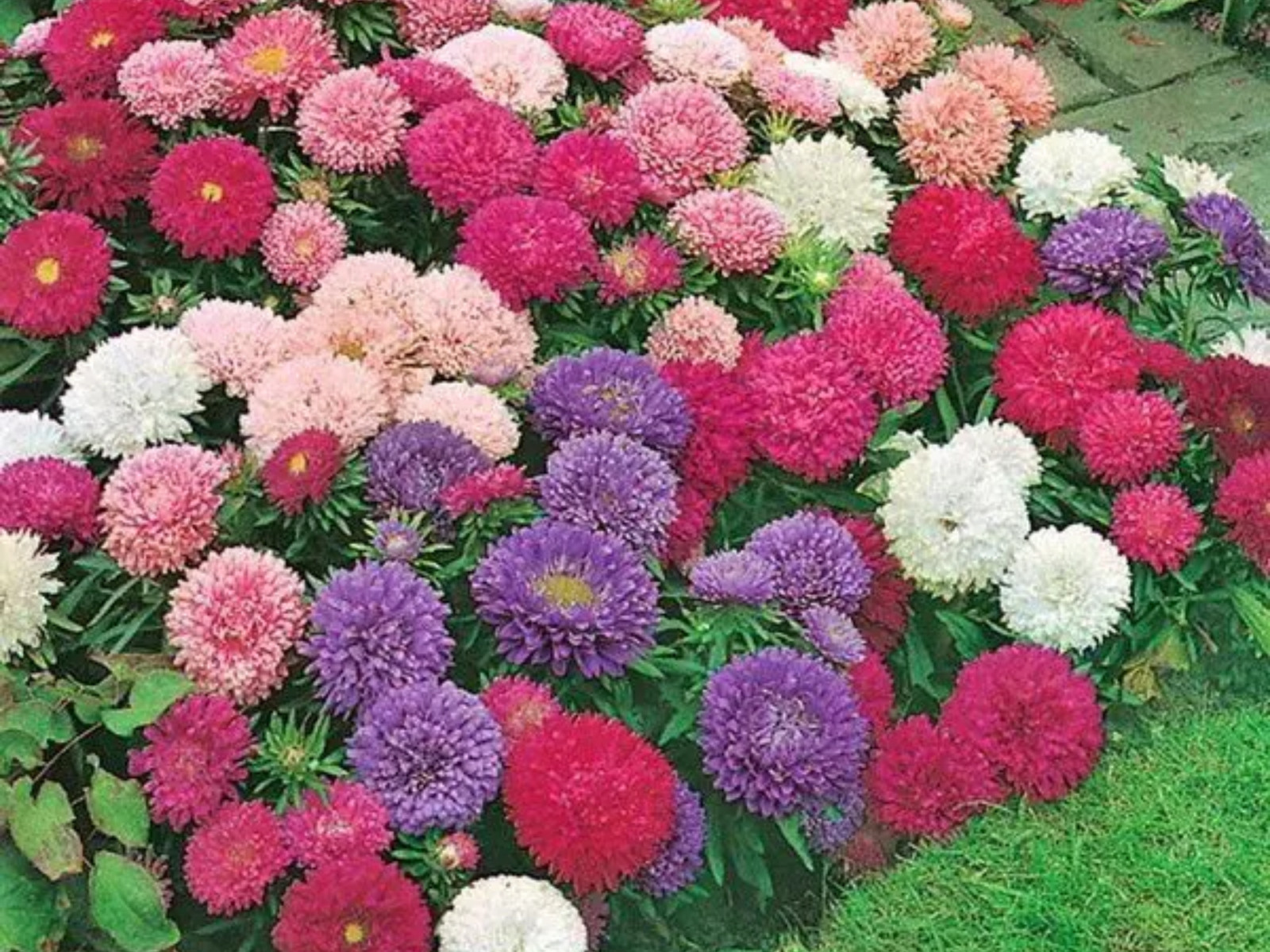 20 Seeds| Aster Seeds (Dwarf) – Colour Carpet Mix