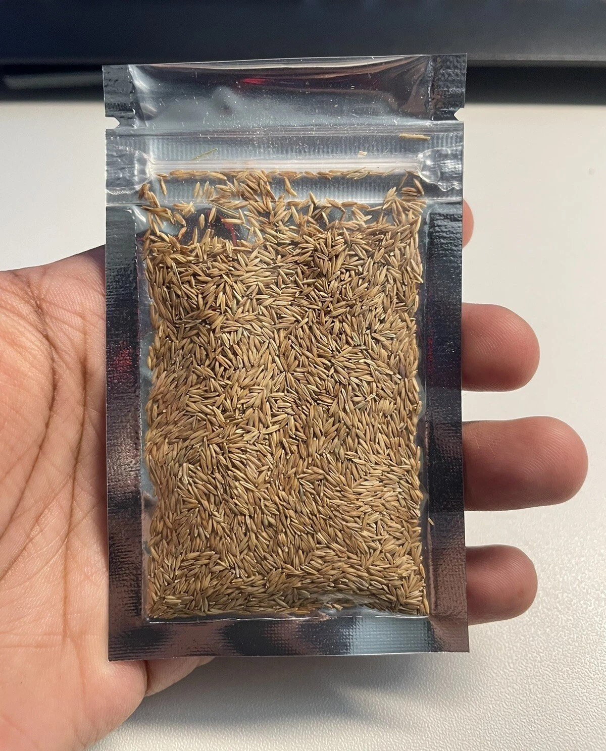(1 Pack) Zenith Zoysia Grass Seed – More Than 1,000 Seeds! for Lush Lawn Growth