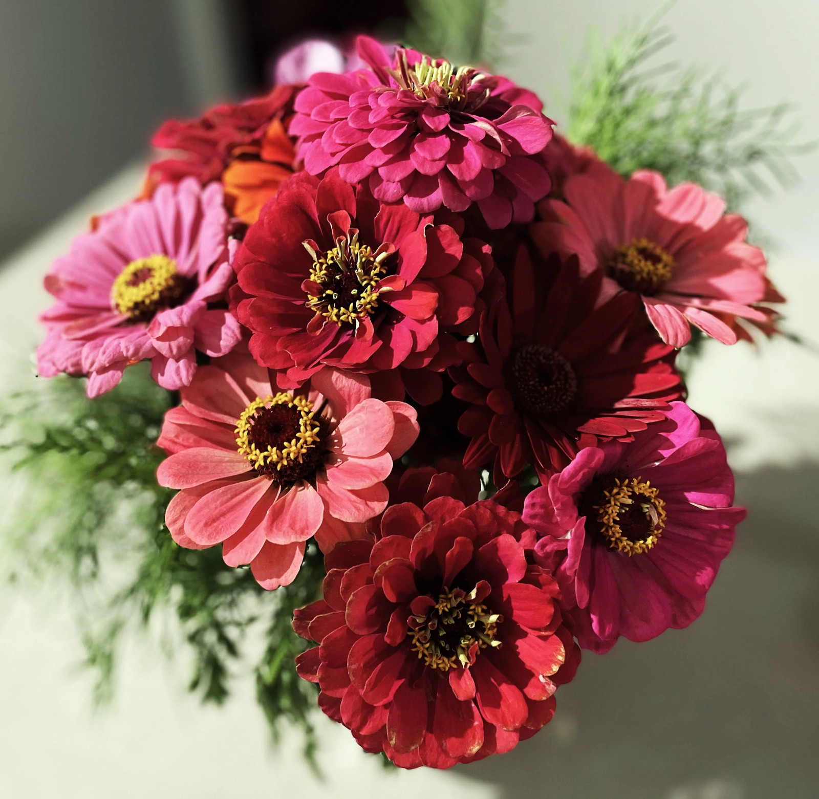 Meteor Burgundy Zinnia Seeds – For 2025 Planting Velvet Dark Red Maroon