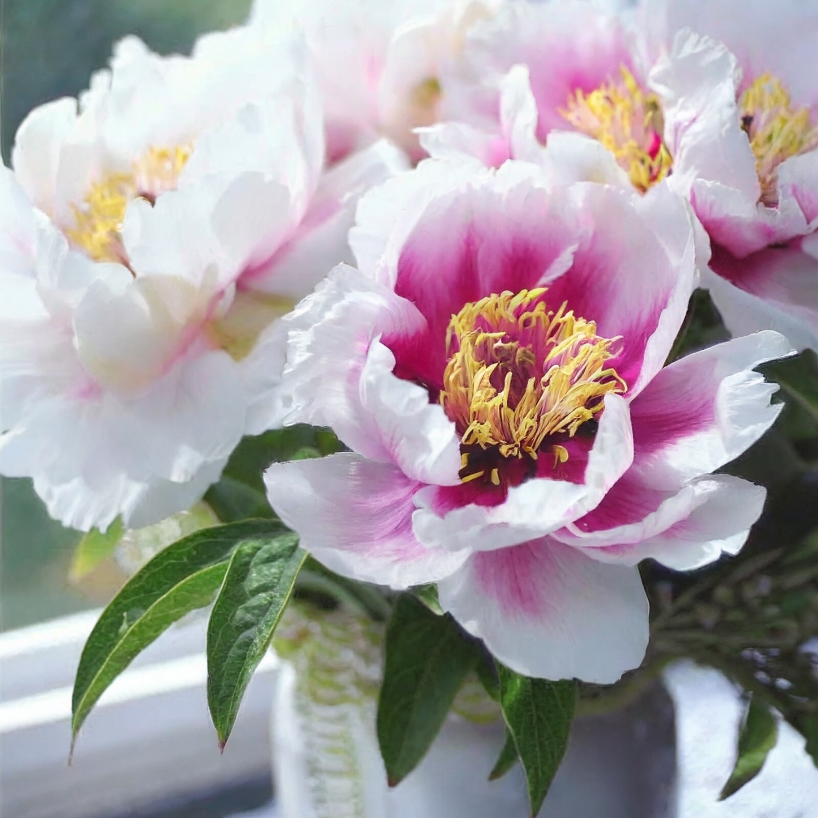 Garden State Bulb Cora Louise Itoh Peony Flower Bulbs Bare Root, Spring Planting