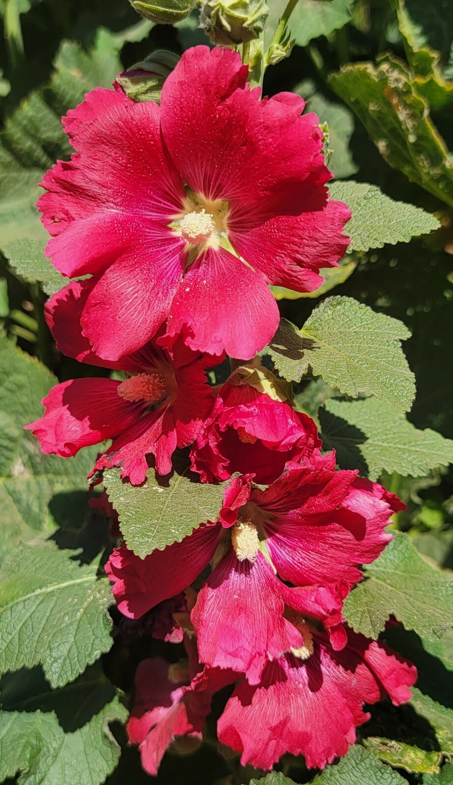 100 HOLLYHOCK  Flower Seeds Tall Beautiful Wildflowers Mystery Mixture Colors