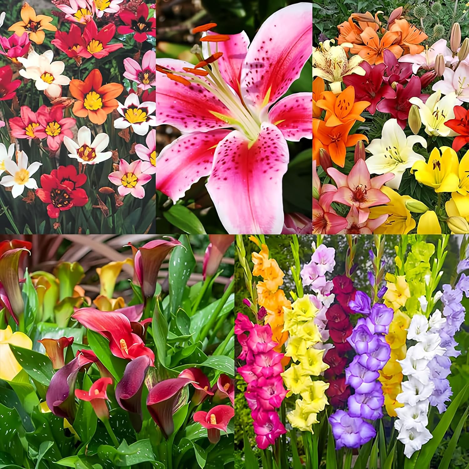 Complete Flower Bulb Garden – 75 Bulbs for 50 Days of Continuous Blooms (Summer