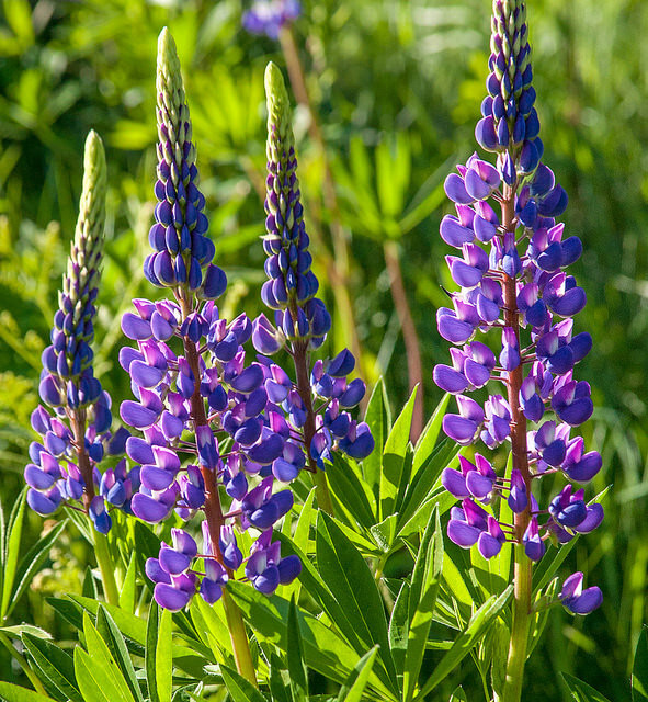 25 seeds – lupine ANNUAL arroyo QUICK COLOR blue GroCo – BUY ANY 15-SHIPS FREE