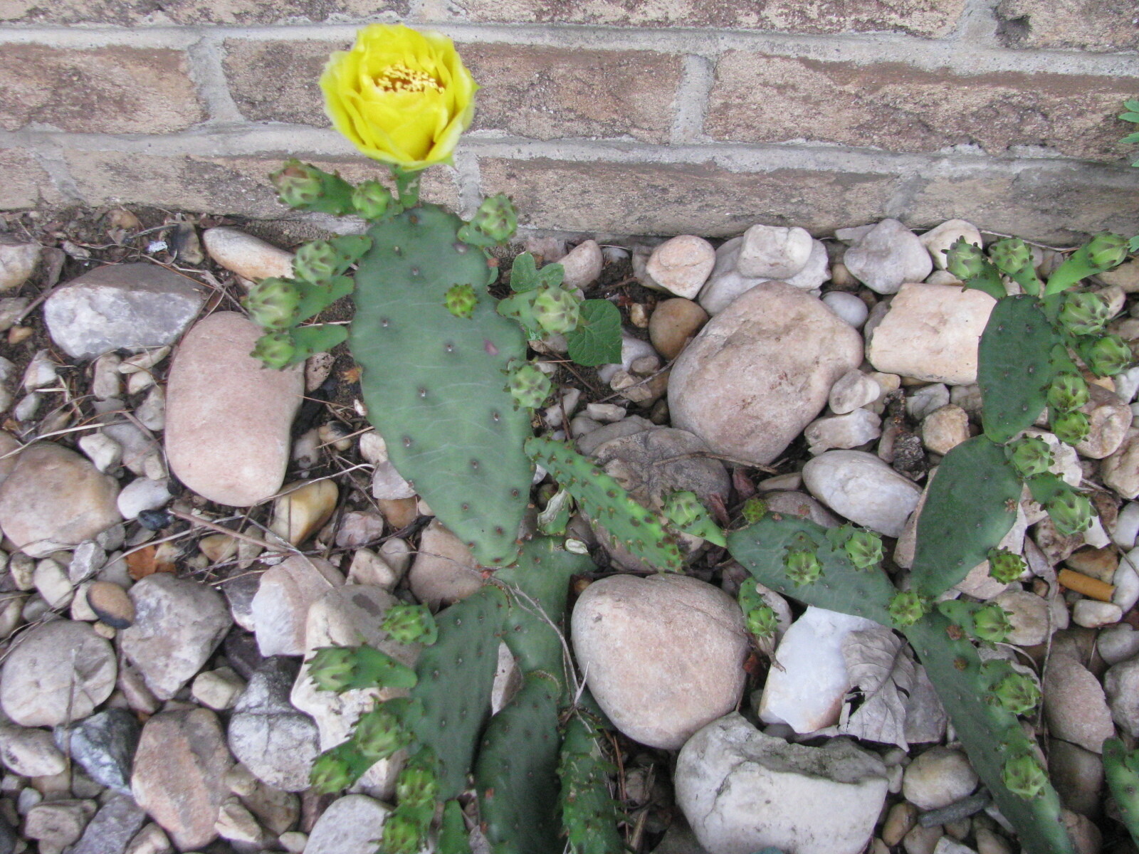 Cactus Prickly Pear Winter hardy 9 pads