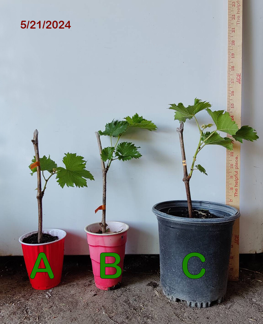 1 (One) Live “CHAMBOURCHIN” GRAPE PLANT ROOTED about 8-14″ tall.