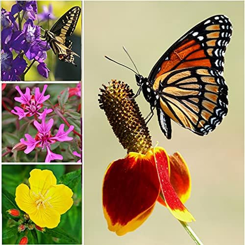 Perennial Wildflower Seeds Package with 31 Different Varieties 100,000+ Seeds, H