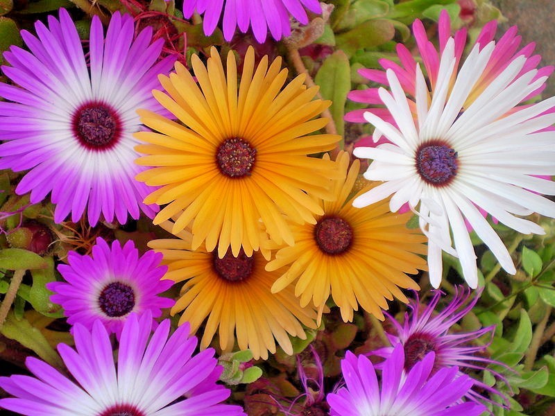 8000+ICE PLANT MIX Flower Seeds Groundcover Drought Heat Poor Soils Fast Easy
