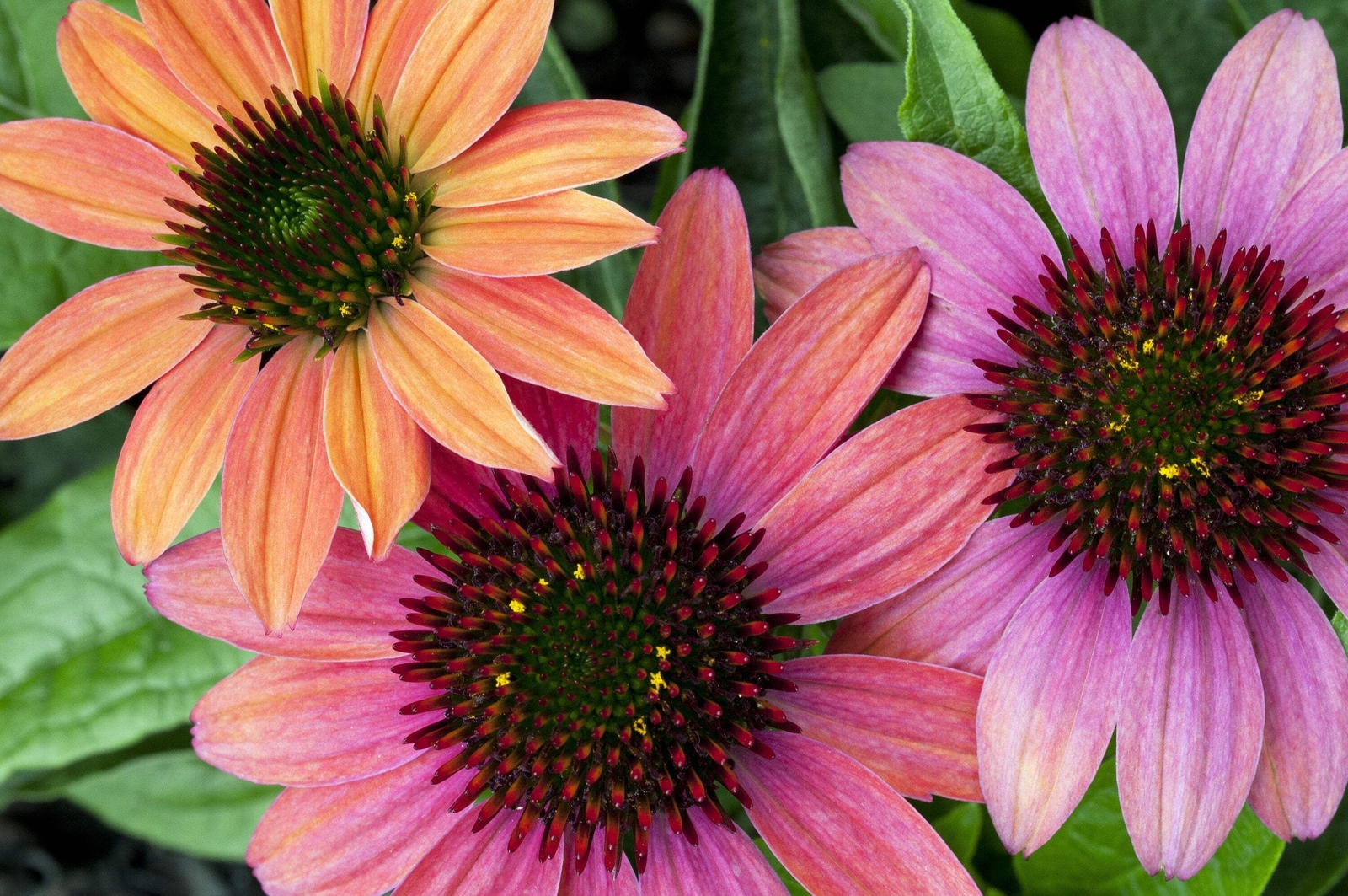 25 CHEYENNE SPIRIT CONEFLOWER Echinacea Orange Red Yellow Purp Pink Flower Seeds