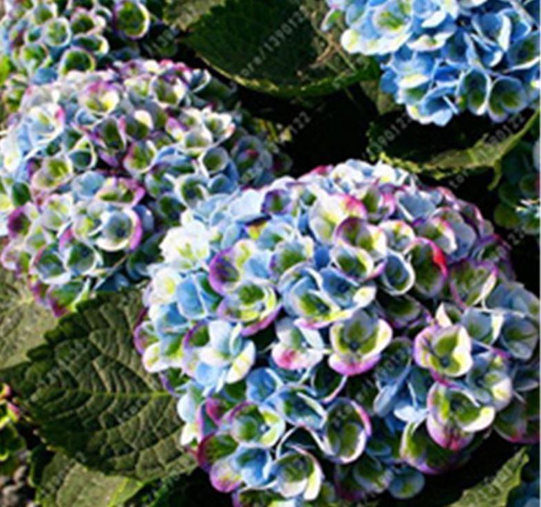 20 HYDRANGEA FLOWER SEEDS rare exotic ball bloom plant garden bush germination