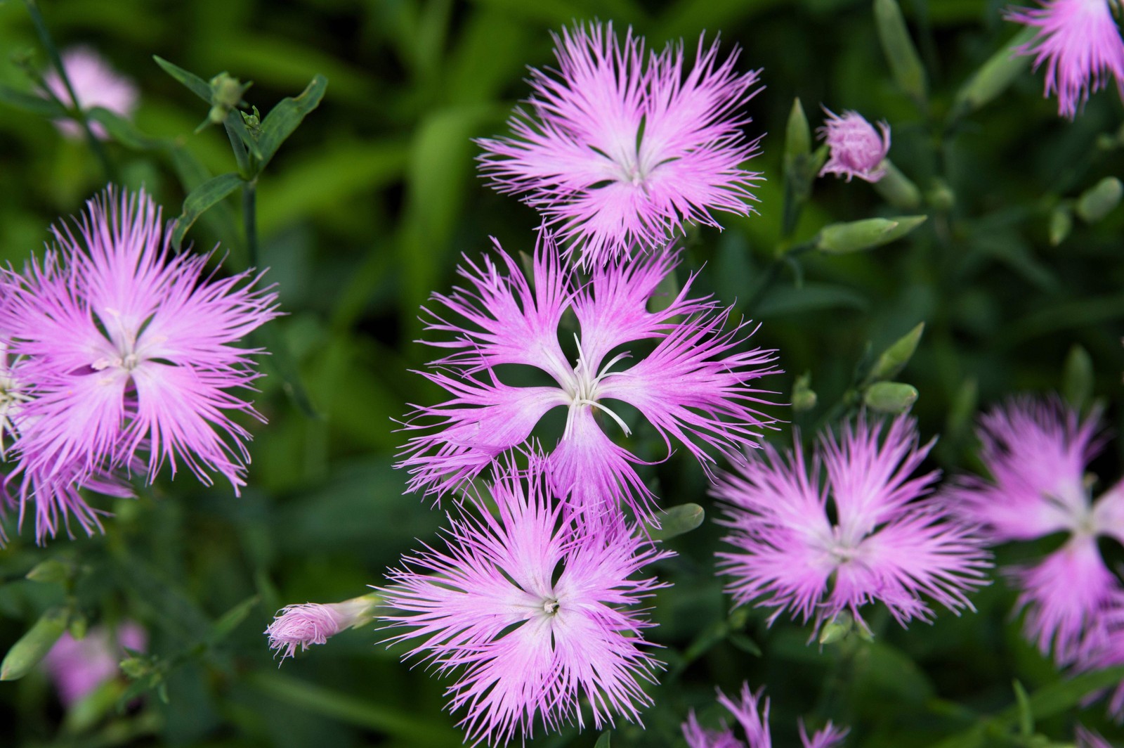 1000 FRINGED PINKS DIANTHUS Superbus Flower Seeds