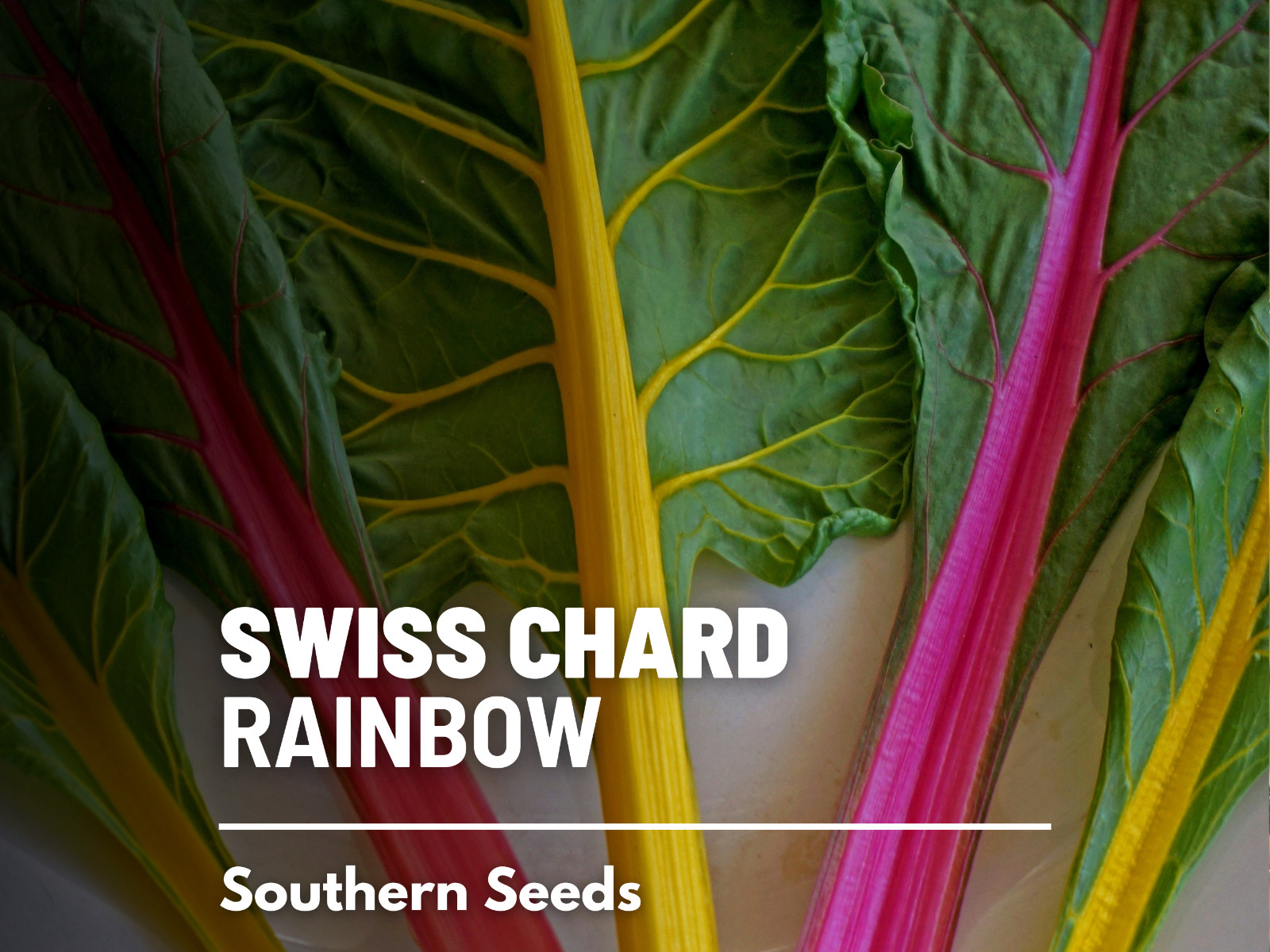 Swiss Chard, Rainbow – Heirloom Seeds – Spring or Fall crop – Non GMO (Beta vulg