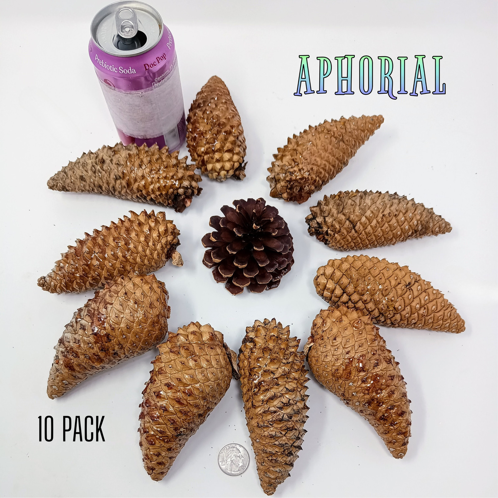 Whole Knobcone Pine Cone Pinus Attenuata Pinecones for Crafts Decorations Jewelr