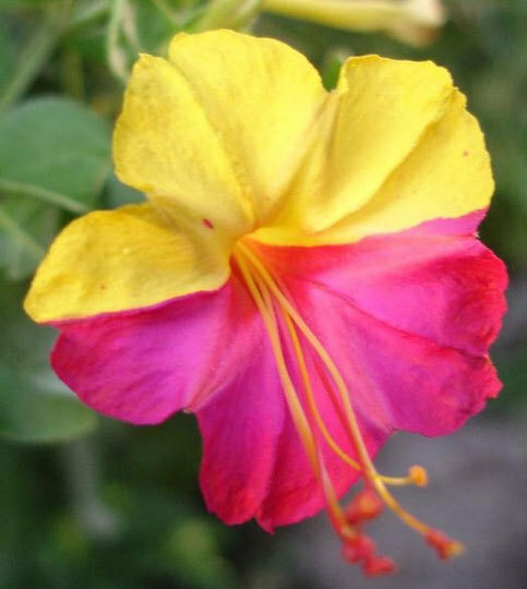 Mirabilis jalapa Broken Colors | Four OClock | Marvel of Peru | 5_Seeds