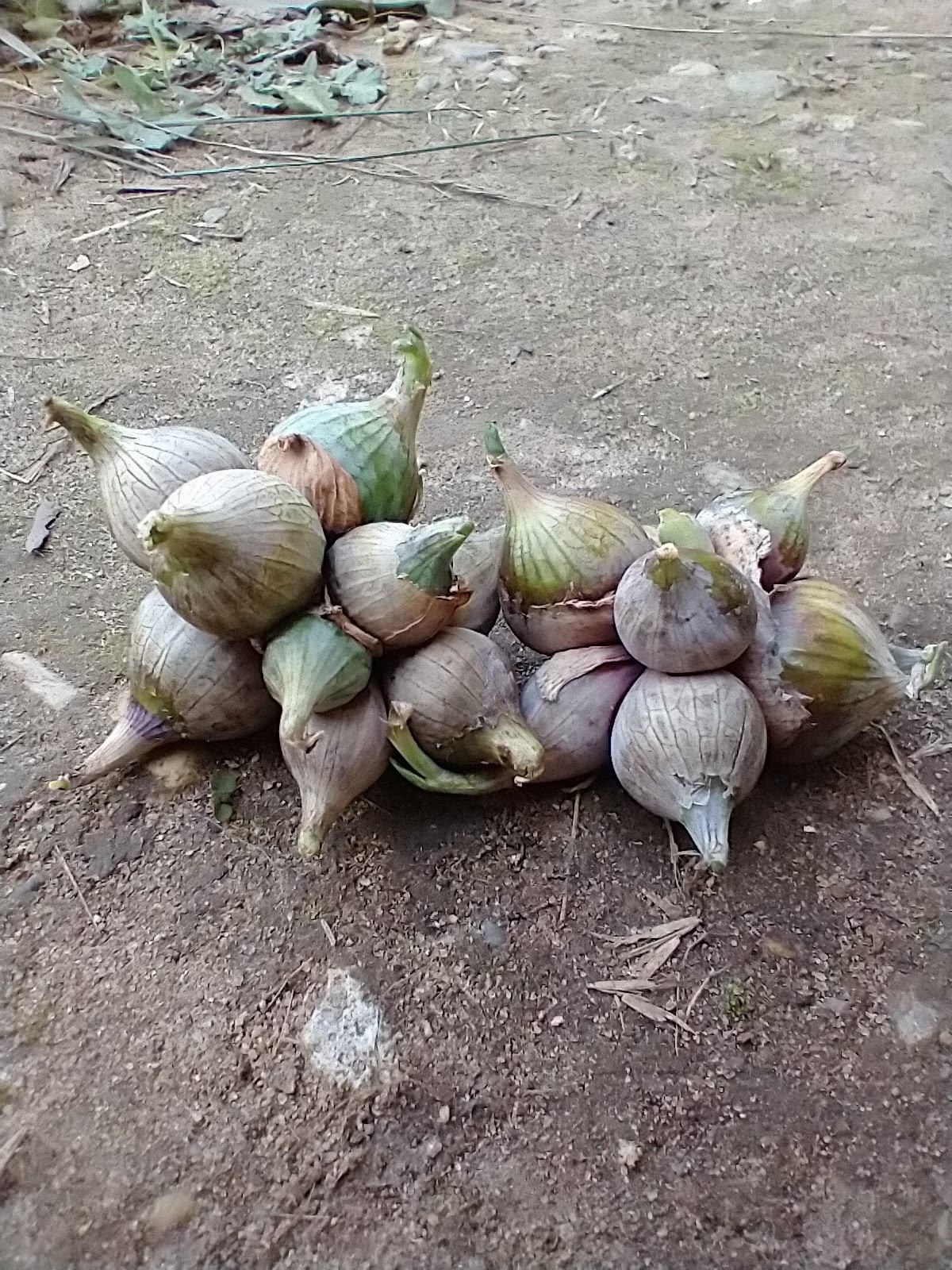 10 Top Set Organic Egyptian Walking Onion Bulblets Bulbs SUPER Hardy