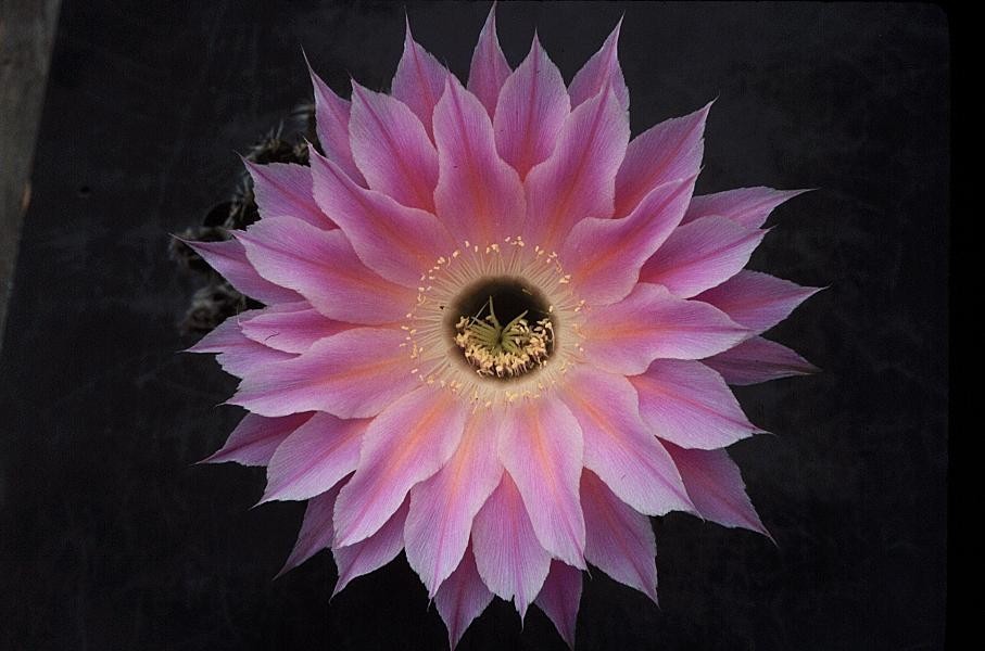 Echinopsis hybrid ‘Terpischore’