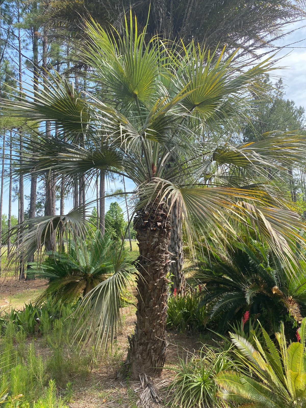 Brahea armata Seeds! Mexican Blue Palm, Blue Hesper Palm Seeds. Cold Hardy!!!