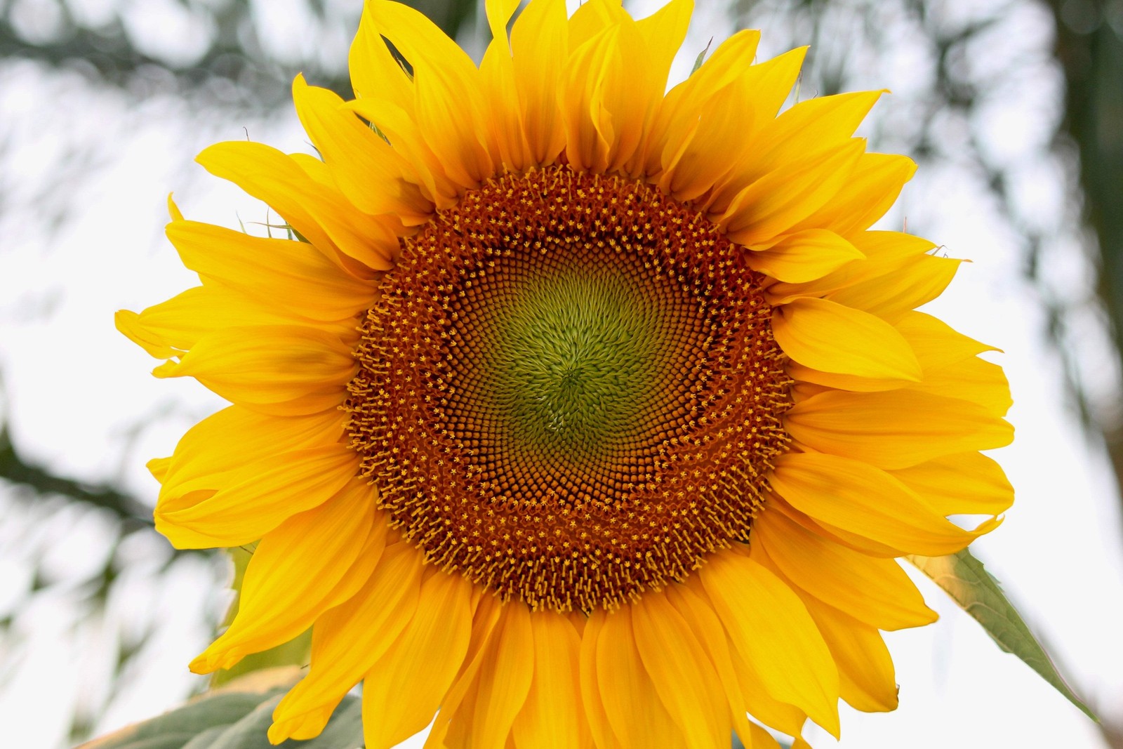 75 MAMMOTH GREY Stripe SUNFLOWER Helianthus Annuus Flower Seeds