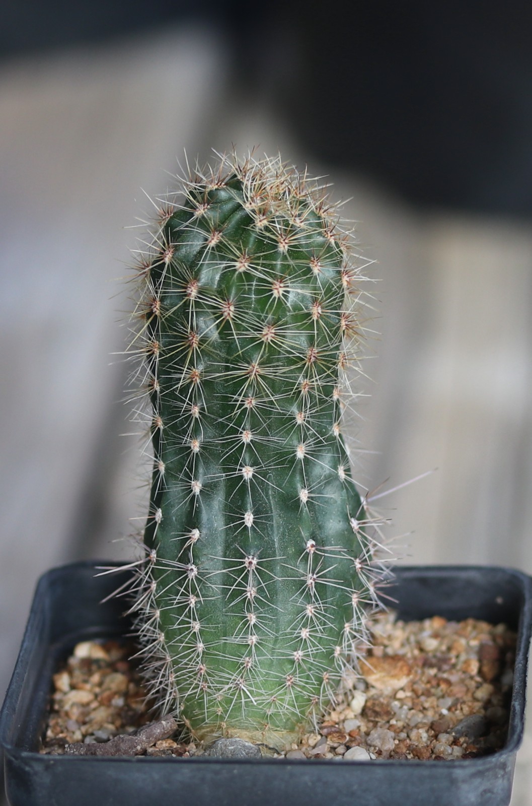 Echinopsis hybrid ‘Supernova’