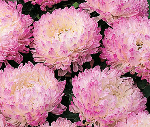 ASTER PAEONY DUCHESS PINK Callistephus Chinensis – 100 Bulk Seeds