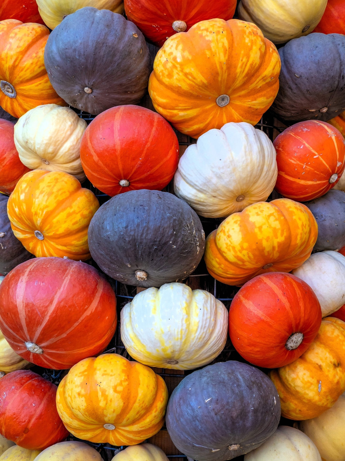 20 MINI MIX PUMPKIN Miniature Cucurbita Pepo White Green Orange Stripe Veg Seeds