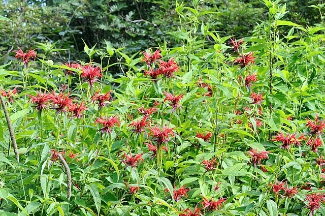 Monarda didyma | Scarlet Beebalm | 50 Seeds