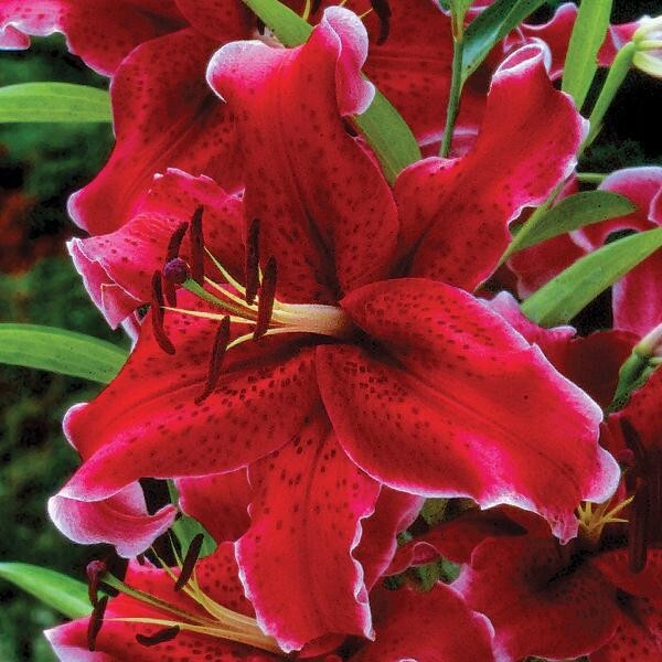 1 – RIO NEGRO ORIENTAL LILY Bulb FREE SHIPPING Rich Velvety Perennial Flowers