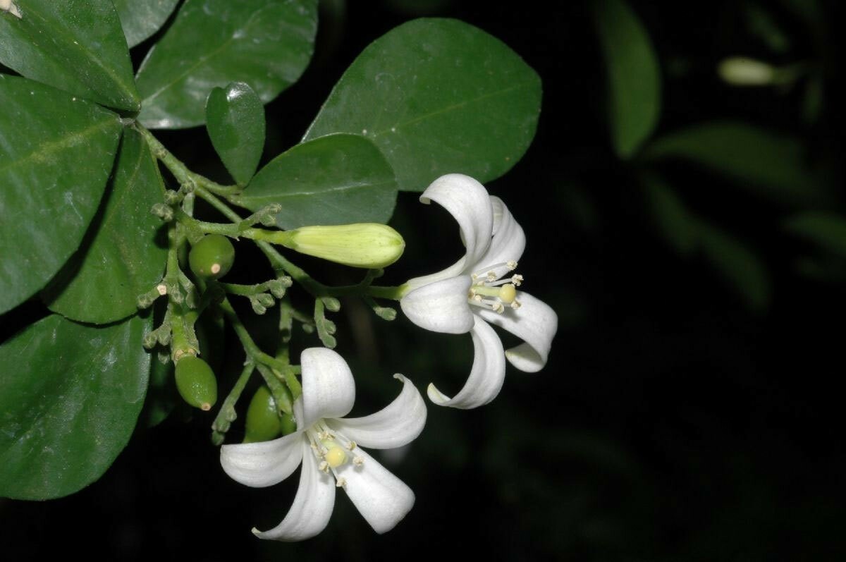 Murraya paniculata | Mock Orange Jasmine | Satinwood | 10_Seeds