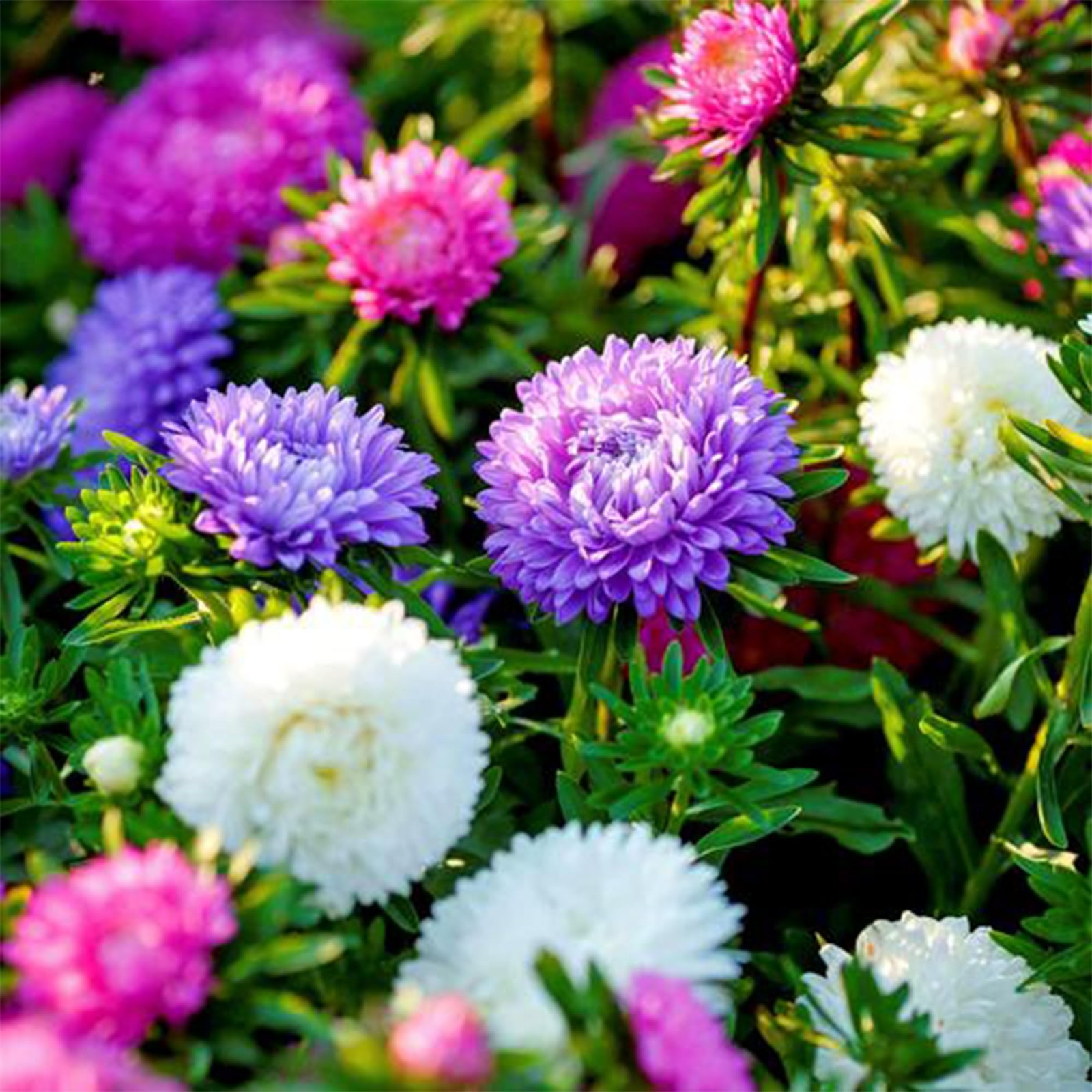 Mixed Color Chrysanthemum Seeds for Planting,1000pcs Rare Perennial Tanacetum…