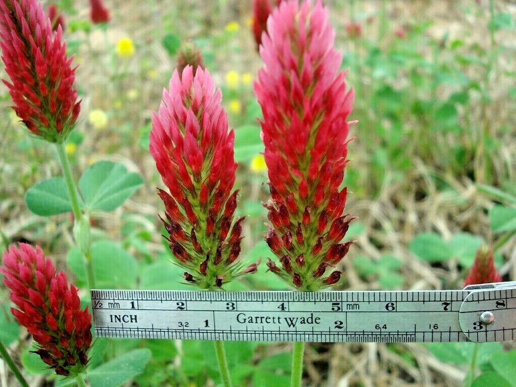 1001+CRIMSON CLOVER Seeds Groundcover Food Plot Native Wildflower Pollinators