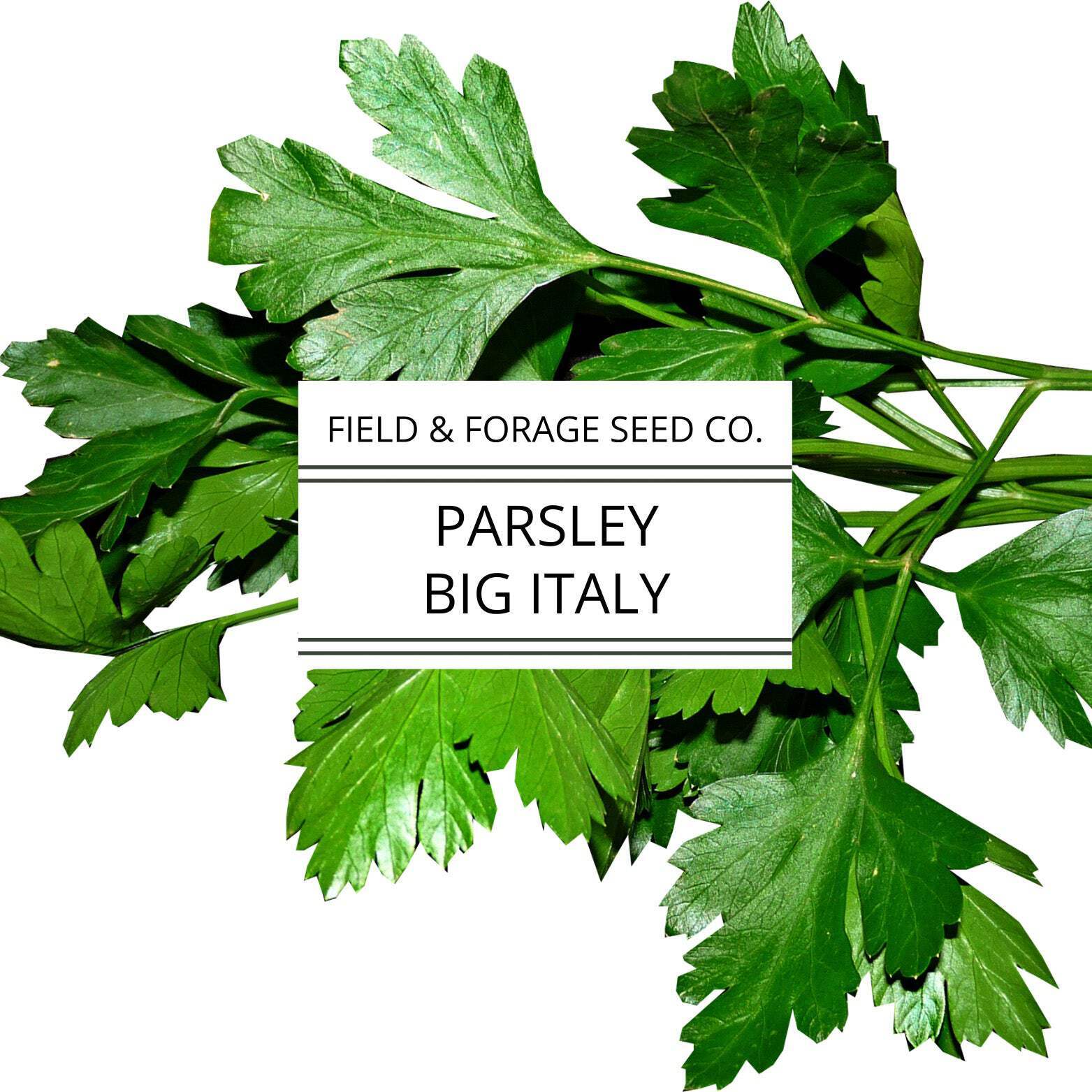 Parsley ‘Big Italy’ | Petroselinum crispum | Heirloom | Non-GMO | 100 Seeds